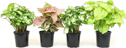 Arrowhead Plant Kit (4 Pack),4 Inch Pots for Plants,Syngonium Plant Live,Plant Gifts for Plant Lovers,Vine Plants Indoor Live,Rooted Live Plants Indoor Plants Live Houseplants by Plants for Pets,Black