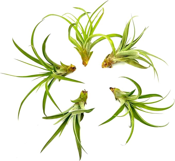 Air Plants - Tillandsia Capitata (Peach), Large 5-7” - 5 ct - Live Arrival Guaranteed - House Plants for Home Decor & Gift
