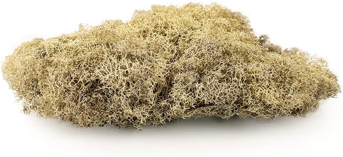 Premium Preserved Reindeer Moss for Potted Plants, Terrariums, Fairy Gardens, Arts and Crafts or Floral Decor Design in Natural (10 Quart)