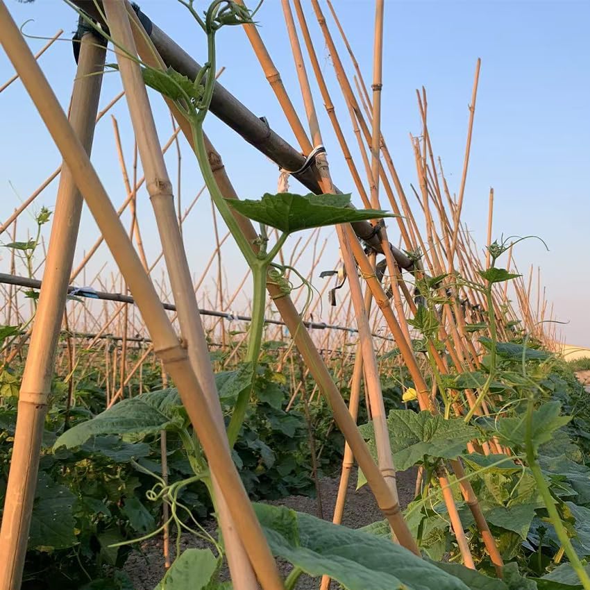 Plant Bamboo Post,6Feet,Bamboo Garden Stakes,50PcsBamboo Stakes,for Tomato,Beans,Vegetable and Flowers, Potted Plants,Indoor and Outdoor Climbing Plants