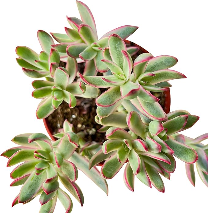 4-inch Succulent 'Candycane', Live Succulents Plants Fully Rooted in Pots with Soil, Easy-Care House Plants for DIY, Home Office Decoration