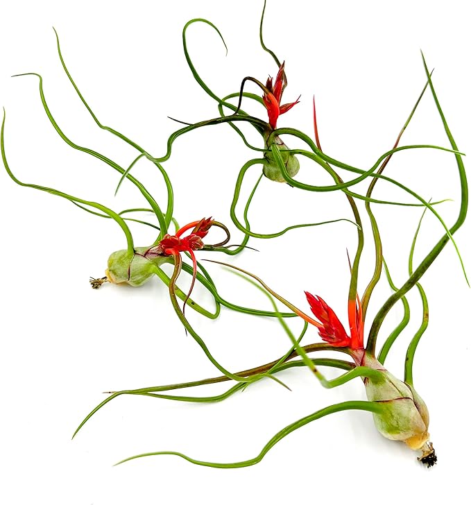 Air Plants - Flowering Tillandsia Bulbosa Belize, Giant 7-9" - 3ct - Live Arrival Guaranteed - House Plants for Home Decor & Gift