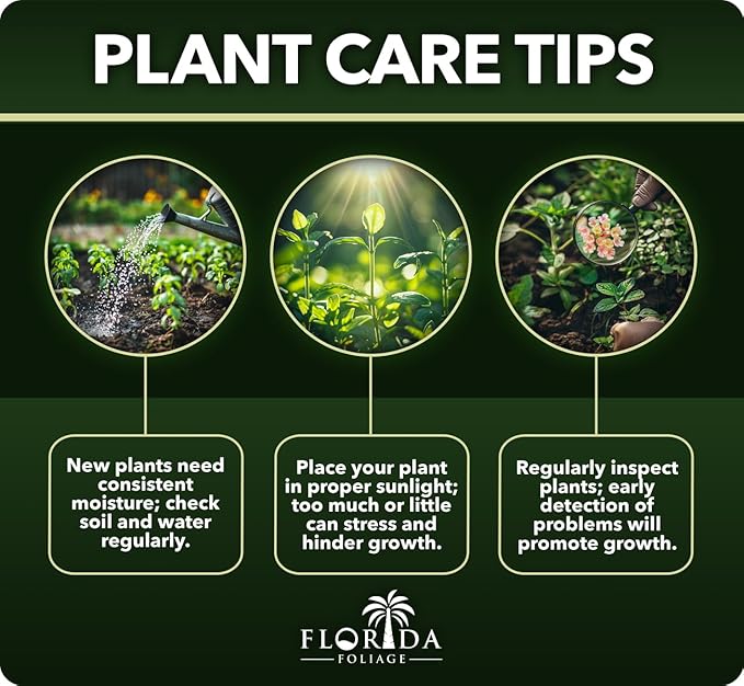 Loropetalum Carolina Midnight | 40 Live Plants | Loropetalum Chinense | Purple Foliage Shrub | Ornamental Landscape Bush | Fast Growing Plants