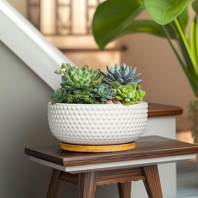 Succulent Pots 8 Inch - Ceramic Bonsai Planters for Indoor Plants, Plant Pot with Drainage Hole and Saucer, Shallow Round Flower Planter, Modern Room Decor, Gifts for Plant Lover, White