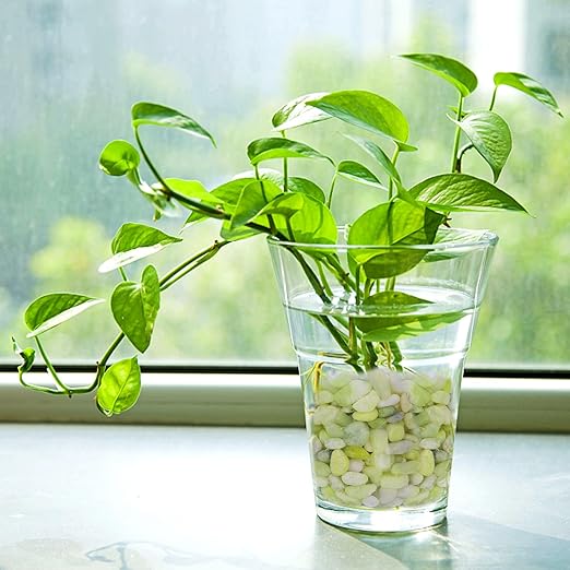 2.5 lbs Jade Pebbles for Indoor Plants, Decorative Pebbles for Bamboo, Vase, 3/8" Plant Gravel for Pots Indoor, Highly Polished Small River Rocks