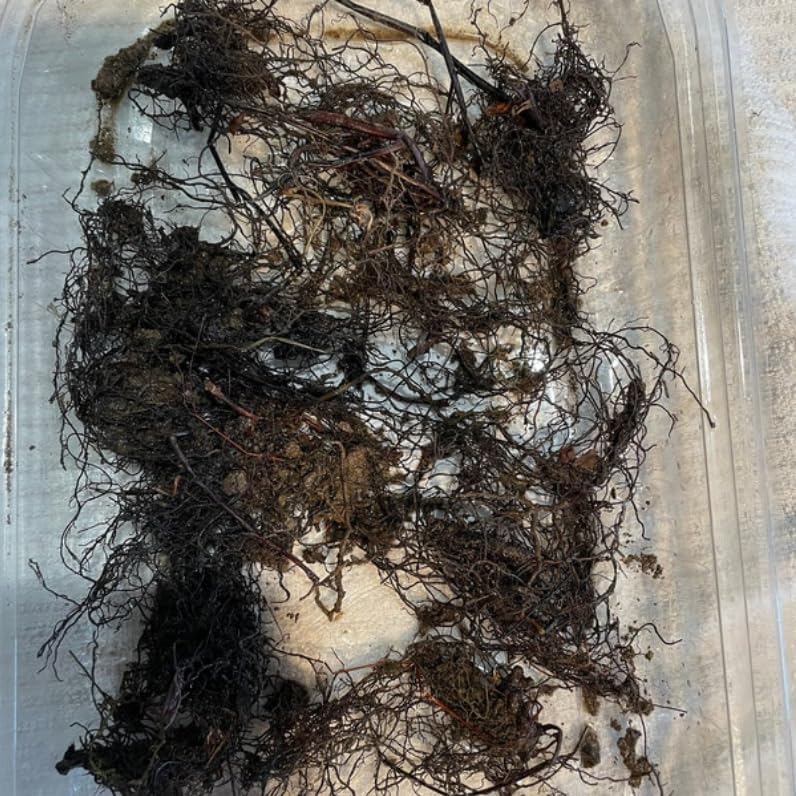 20 Ostrich Fern Rhizomes/Roots - Matteuccia struthiopteris - (20 Pack)