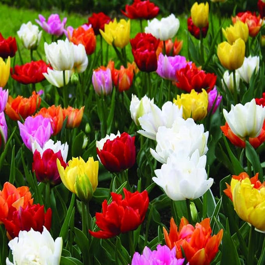 Double Tulip Mixture- 30 Perennial Tulip Bulbs
