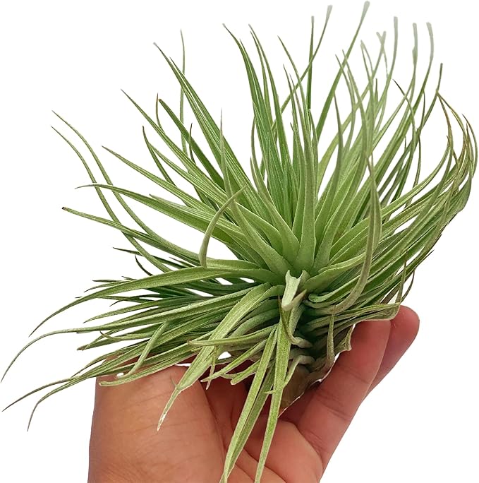 Air Plants - Flowering Tillandsia Rose BAER, Large 5" - 1ct - Live Arrival Guaranteed - House Plants for Home Decor & Gift