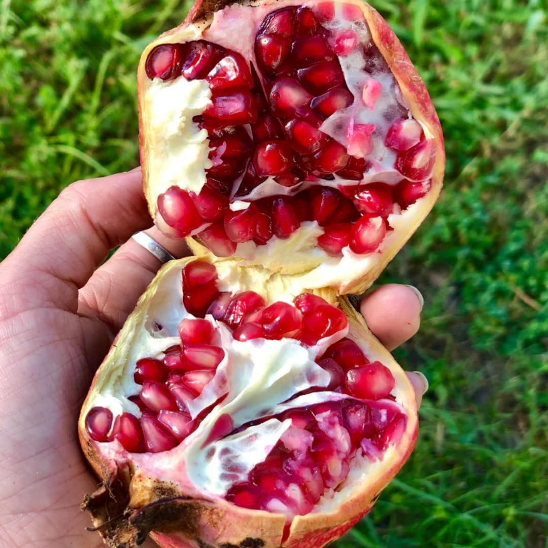 Pack 2 Wonderful Pomegranate Tree, Hardy Red Pomegranate Bush - for Gardens and Pots- Full Roots and Easy to Plant, Size 5 to 10 Inch Tall