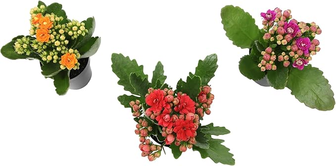 Kalanchoe Flower Plants 3PK, Desk Plant Decor, Live Succulent Gifts for Plant Lovers Gift Ideas, Kalanchoe Plants Live Houseplants Live Indoor, Live Succulents Plants Live Flowers by Plants for Pets