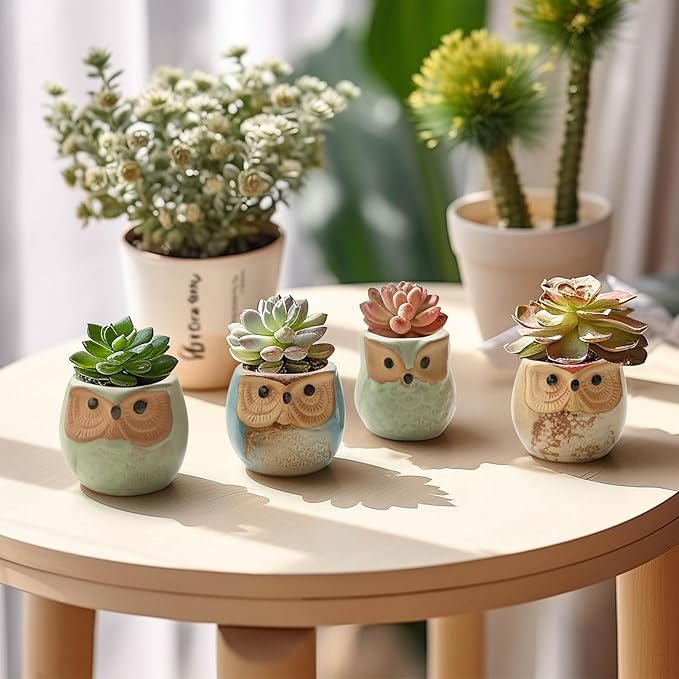 T4U 2.5 Inch Owl Ceramic Succulent Planter Pots with Drainage Hole Set of 12, Small Cactus Pots Cute Plant Holder Container Best for Home Office Decor Gardening Gift
