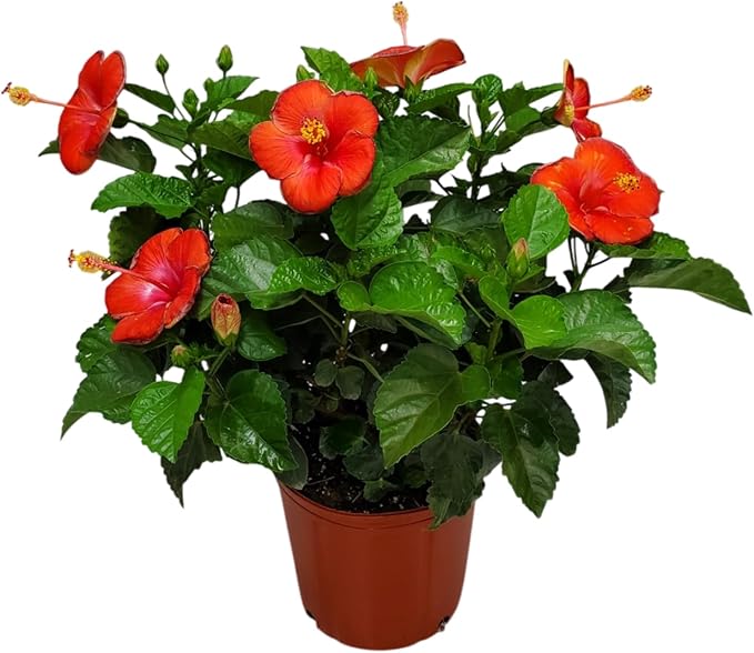 Hibiscus Plant Live - Hibiscus Bush - Red President - Overall Height 26" to 28" - Tropical Plants of Florida (Plant Only)…
