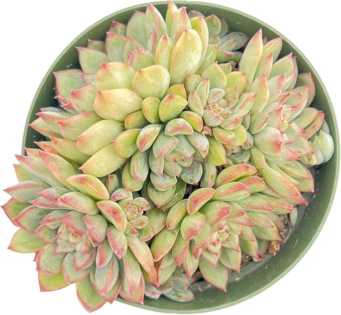 Live Succulent Plants Echeveria 'Mebina', Easy Care Potted Succulents, Approx 4" D x 4" H, Indoor Houseplant, Unique Gifts, Home Office Décor