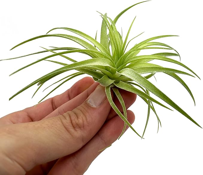 Live Air Plants - Tillandsia Geminiflora 1-3" - 3ct – ragnaroc Live Indoor Plant - Live Arrival Guaranteed - House Plants for Home Decor & Gift