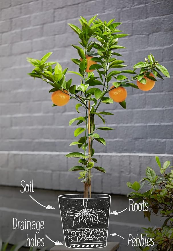 Citrus Tree Potting Soil Mix, Special Blend for Indoor Oranges, Lemons, Limes and More - (2 Quart Bag)