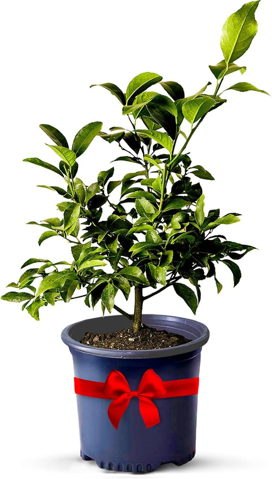 Key Lime Trees Indoor Plants Outdoor - Limes Citrus Tree Patio, Live Outdoor Tree Cannot Ship: CA/AZ/TX/LA – Potted Key Lime Plant, Indoor Fruit Trees Live Plants by Via Citrus