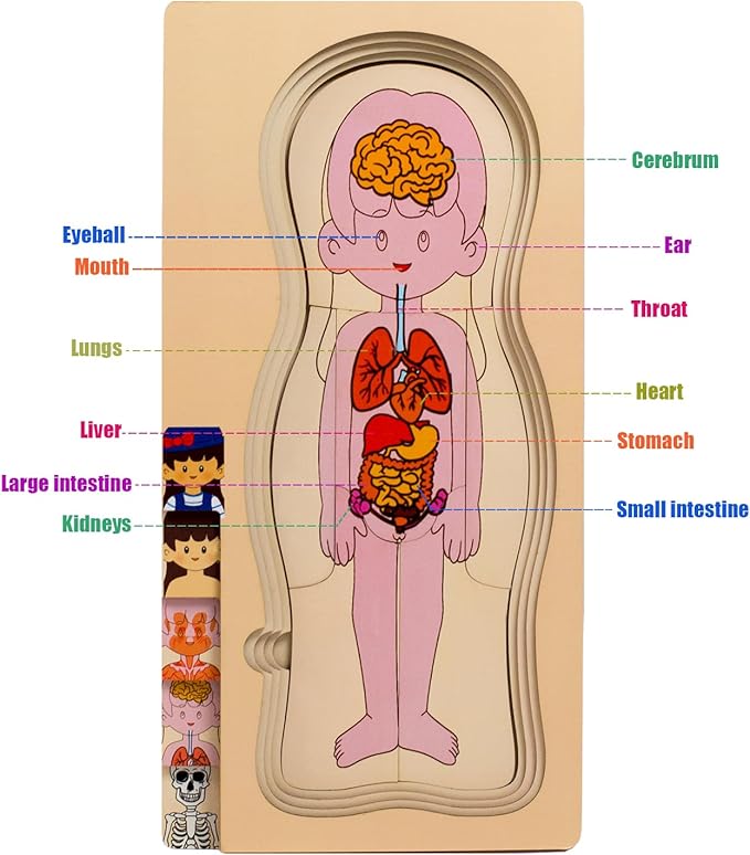 My Body Parts Puzzle for Toddlers Girls Boys Wooden Anatomy Puzzle 3-8 Years Old Preschool Learning Game Human Body Skeleton Toys