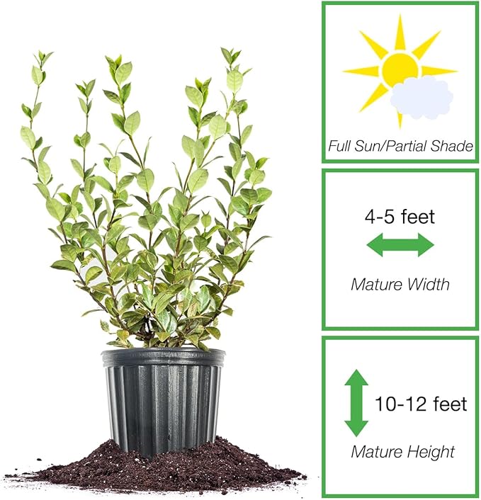 Perfect Plants Variegated Confederate Jasmine Vine Live Evergreen Outdoor Planting Creeping & Climbing Habit for Fences, Trellis, or Arbor, 3 Gallon Pot, Fragrant White Flowers