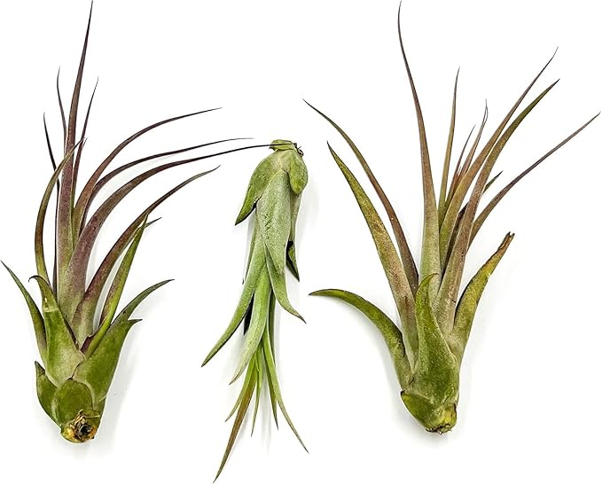 Live Air Plant – Tillandsia Capiput, Jumbo 6-9” - 2 ct - Live Arrival Guaranteed - House Plants for Home Decor & Gift