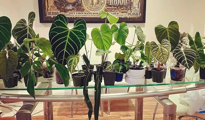 Premium Aroid Potting Mix - Soil Free Blend for Aroids - Growing Medium for House Plants by Gardenera - (3 Quart Bag)