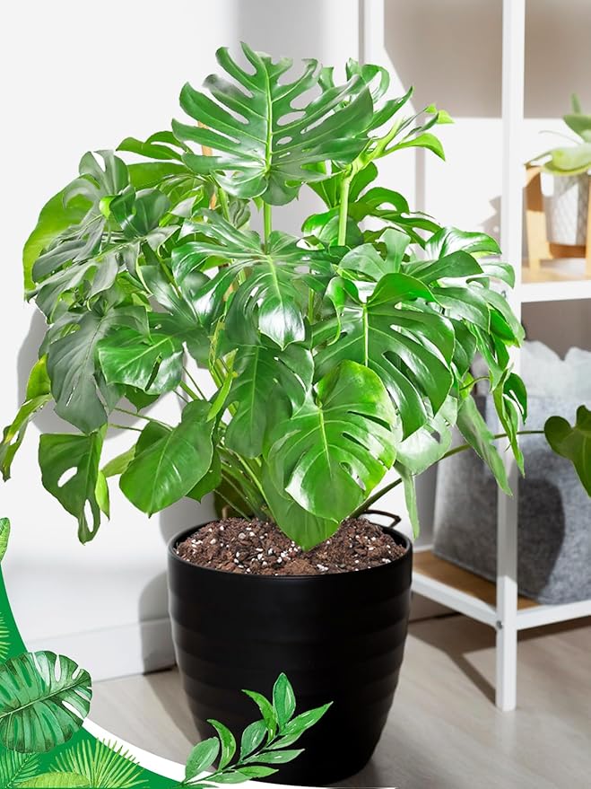 8 Quarts Monstera Soil Potting Mix - Natural Organic Tropical Plant Soil for Improving Growth Rate, Sustainable Houseplants Growing Media for Indoor Bonsai Succulents Moisture Retention Drainage