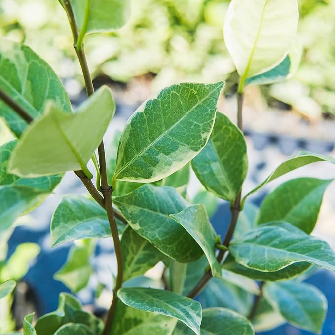 Perfect Plants Variegated Confederate Jasmine Vine Live Evergreen Outdoor Planting Creeping & Climbing Habit for Fences, Trellis, or Arbor, 3 Gallon Pot, Fragrant White Flowers