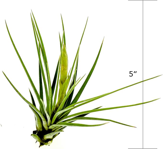 Air Plants - Flowering Tillandsia Melanocrater Tricolor, Large 5" - 1ct - Live Arrival Guaranteed - House Plants for Home Decor & Gift
