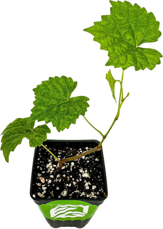 Alachua Muscadine Grape Vine - Vitis rotundifolia - Wellspring Gardens Starter Plant - Live Plant for Outdoor Gardens - Vigorous Grapevine Plants - Ideal for Fruit Gardening in Patio and Garden