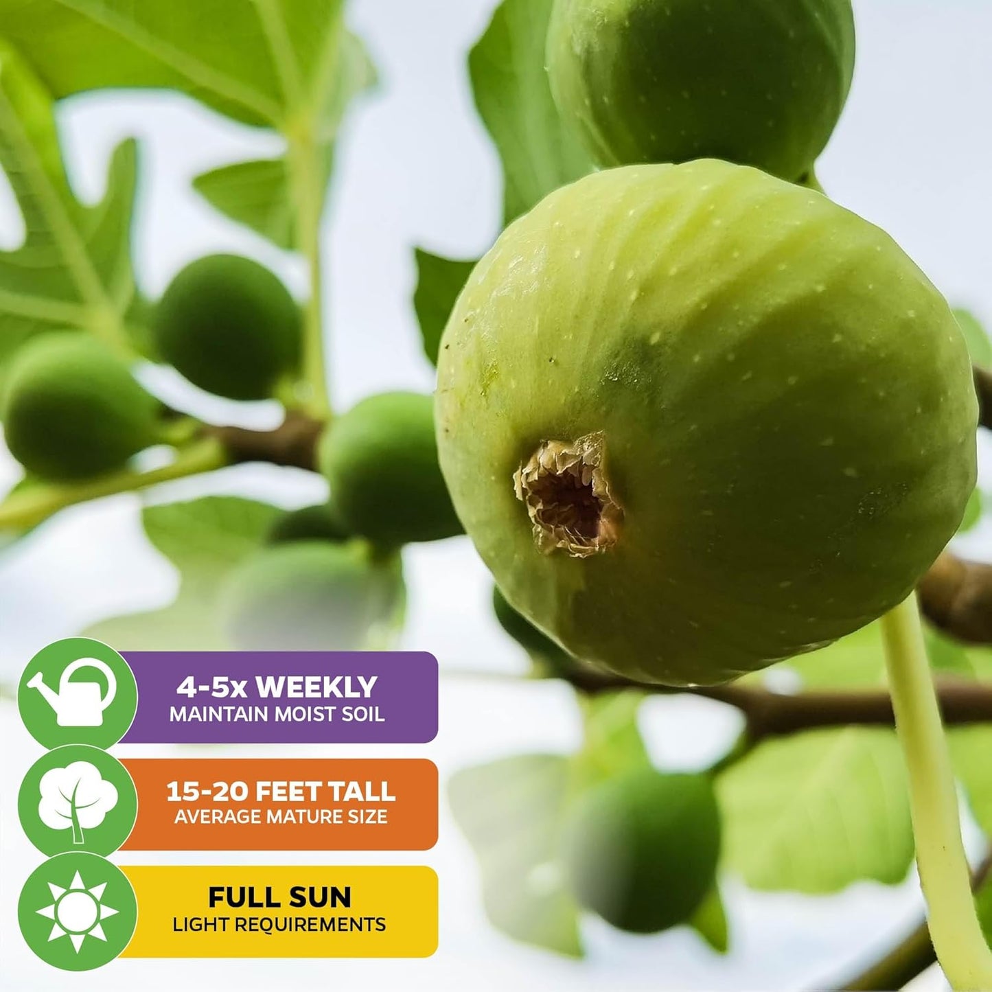 Lattarula Honey Fig (Italian Honey) Live Fig Plant - Ficus carica by Wellspring Gardens - Starter Plant for Your Garden and Patio - Grow Your Own Edible Fruit Tree