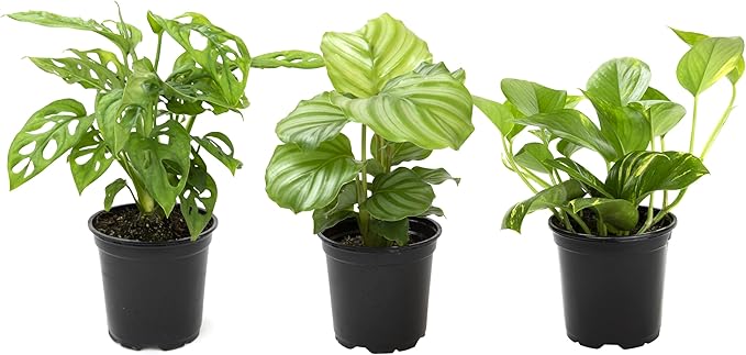 Essential Houseplant Collection (3PK) Live Plants Indoor Plants Live Houseplants in Plant Pots, Easy House Plants Indoors Live, Snake Plant, Pothos in Potting Soil, Clean Air Plants by Altman Plants