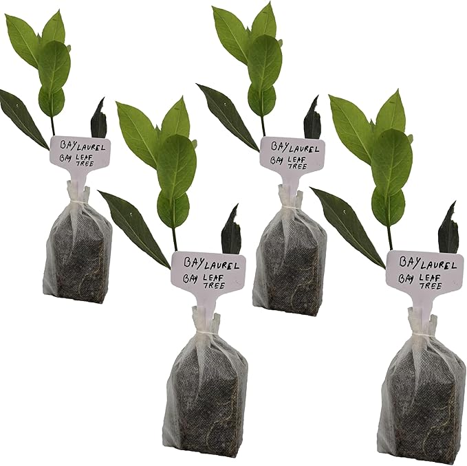 Mediterranean Bay Leaf, Bay Laurel Live Plant. Standard Variety - Laurus Nobilis. Live Plant. Fragrant, Fresh, Edible. Best for Ground Planting Outdoor. (4 Bay Laurel Plants in Sac)