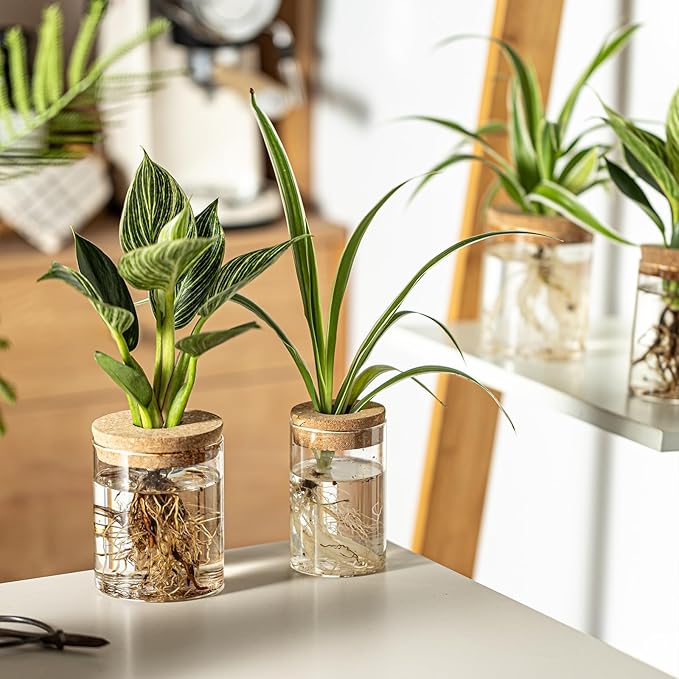 Glass Plant Propagation Stations for Plants – Set of 4(4 Large & 4 Small) Hydroponic Vases for Plant Cuttings,Flower Arrangements, Home & Office Decor–Desktop Vases for Living Room, Bedroom (8)