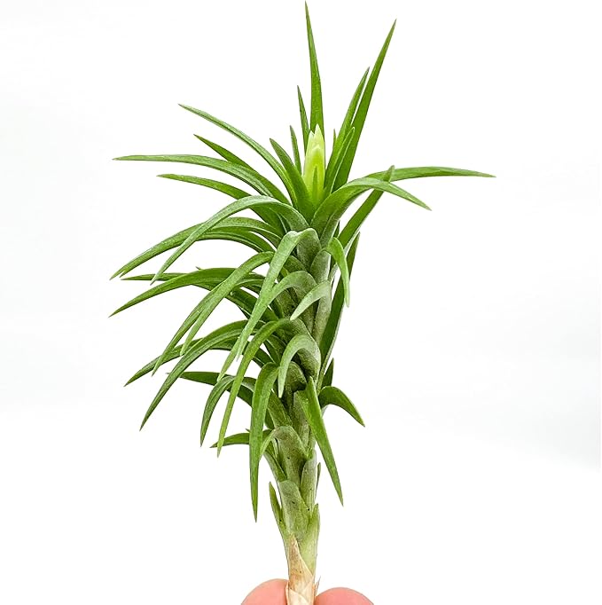 Live Air Plants – Tillandsia Araujei, Large 5” – 1ct – Live Arrival Guaranteed – House Plants for Home Décor & Gift
