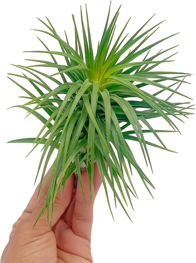 Air Plants - Flowering Tillandsia Pink Paske Large 5" - 1ct - Live Arrival Guaranteed - House Plants for Home Decor & Gift