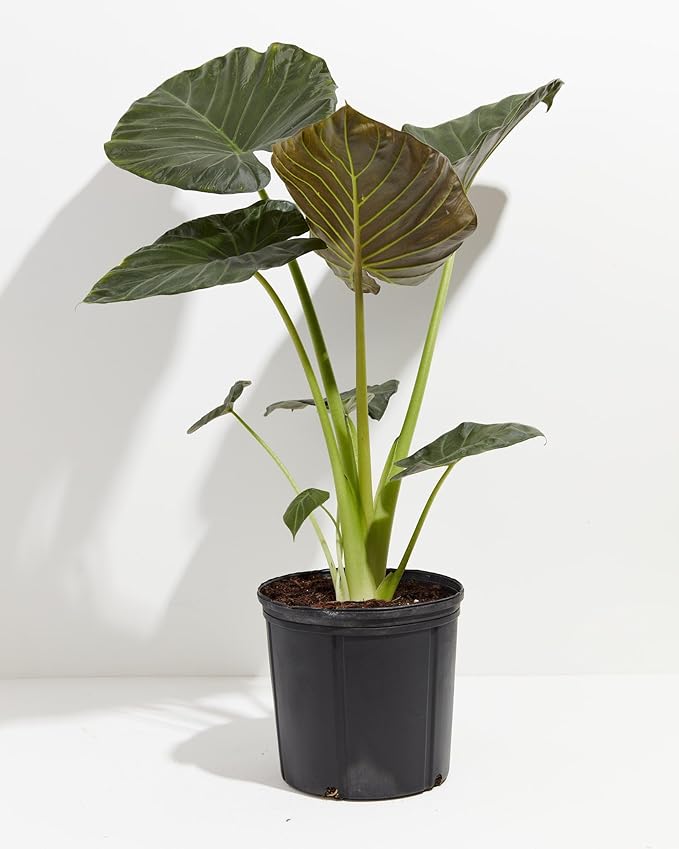 Elephant Ear Plant Potting Mix - High-Performance Formula for Robust Growth and Striking Foliage - 20 Quart