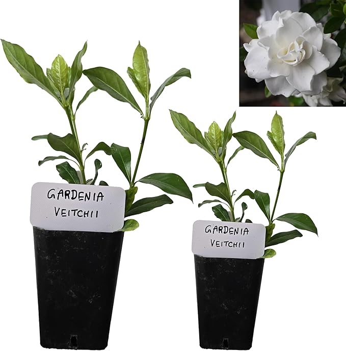 Gardenia Veitchii - Everblooming - Gardenia Jasminoides. Fragrant Evergreen Shrub with Glossy Foliage and Pure White Blooms, Perfect for Pots, Borders, or Gardens (2 Gardenia Veitchii Plants in Cup)
