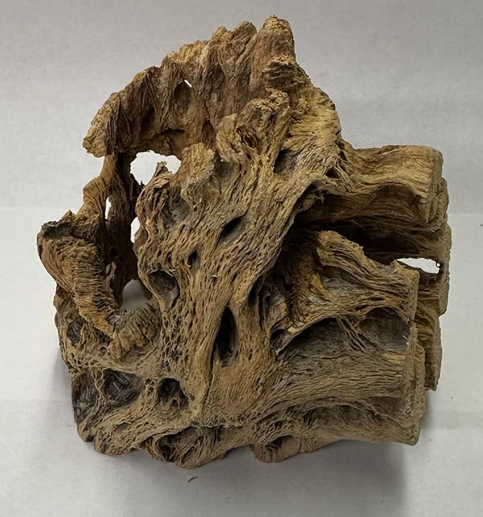 Natural Cholla Wood Chunk Air Plant Display Holders Individually Unique Decorative Stands Holder (Cholla Chunk)