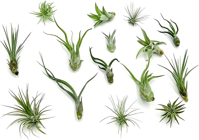 Live Air Plants - Tillandsia Variety, Regular 1-3" - 15ct - Live Arrival Guaranteed, House Plants for Home Decor & Gift