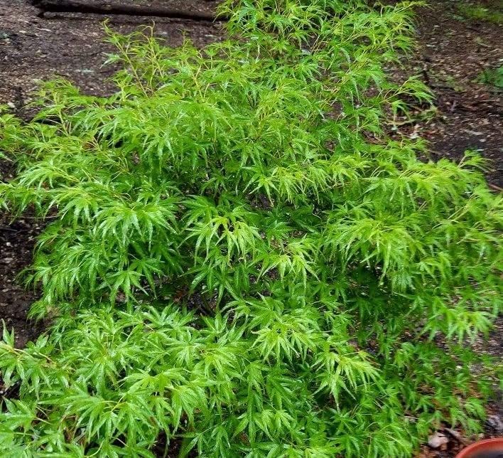 Kamagata Dwarf Japanese Maple - Live Plant - (2.5 QT)