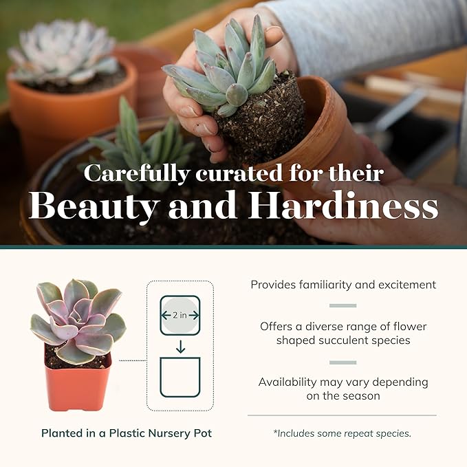 Shop Succulents Rosette Succulent Plant Pack Bulk Collection, Live Mini Succulent Plants, Low Maintenance, Floral Shaped Mix of Colors & Textures - Wedding and Party Favors, Gift & Garden, Pack of 256