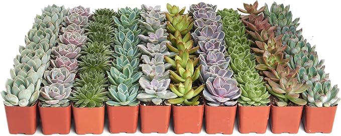 Shop Succulents Rosette Succulent Plant Pack Collection - Live Mini Succulent Plants, Low Maintenance, Floral Shaped Mix of Colors & Textures - Wedding and Party Favors, Gift & Garden, Pack of 256