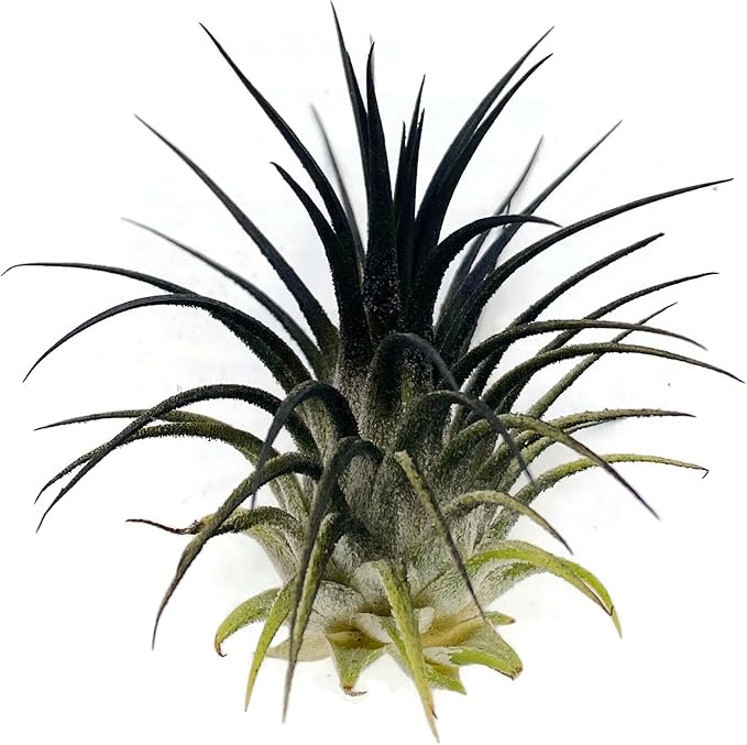 Ionantha Guatemala Tillandsia Air Plant, Guatemala Tillandsia Live Airplant, Healthy Arrival Guaranteed, Great Indoor Plant, Home Decor & Gift (Black)