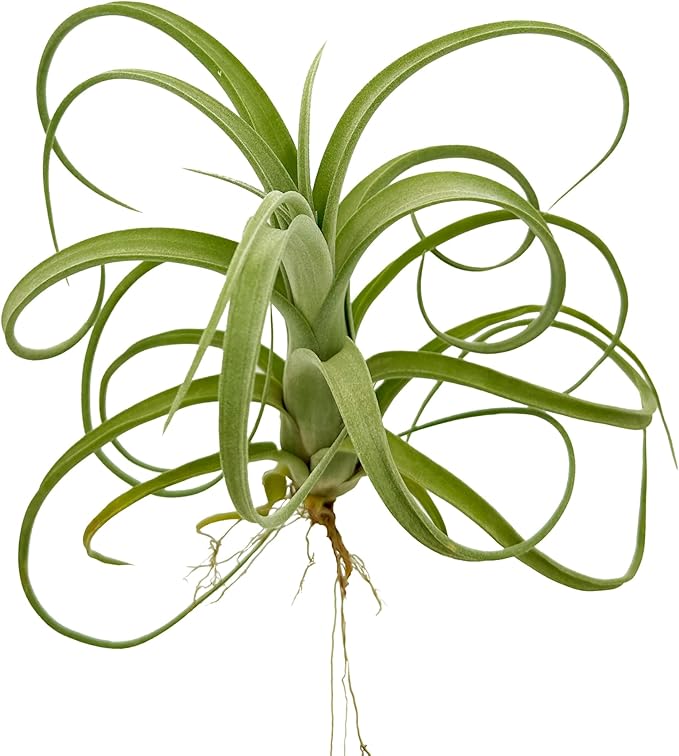 Live Air Plants - Tillandsia Curly Slim Jumbo – 1 Count 5-9 inches – Ideal for Gifts & Presents, Live Indoor Plants & Live House-Plants – Live Plants for Home décor, 30 Day Guarantee
