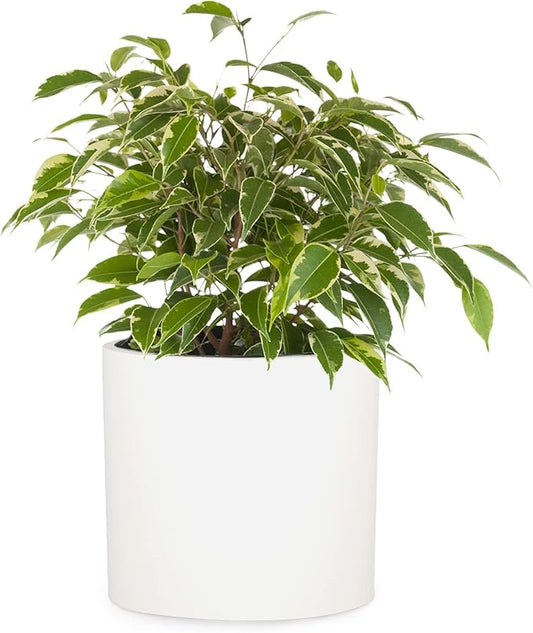 Fox & Fern 8 Inch Plant Pot with Drainage Plug — Premium Lightweight Fiberstone Matte White Planter; Indoor & Outdoor Planter; 8 Inch Pots for Plants; Weather Resistant & UV Resistant