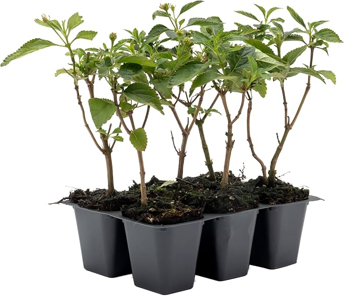 6 Dallas Red Lantana | Live Plants in 2.5-inch Nursery Cubes | Lantana Camara 'Dallas Red' Variety | Hardy Evergreen Perennial Shrub | Fiery Vibrant Blooms for Home & Garden