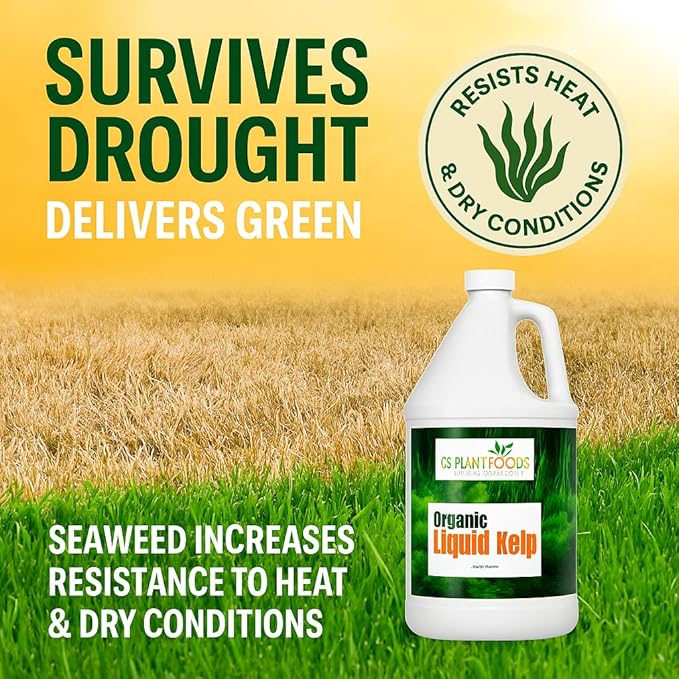 Organic Kelp Fertilizer by GS Plant Foods - Omri Listed(1 Gallon) - Liquid Kelp Concentrate for Gardens, Lawns & Soil Yields 800+ gallons