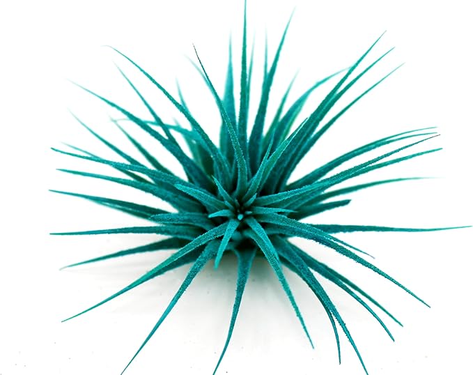 Dyed Tillandsia Ionantha Guatemala Enhanced Colored Colorful Air Plant Live Easy Care Indoor Outdoor Home Decor Gift Airplant by Awesome Industries Live Arrival Guaranteed (Teal)