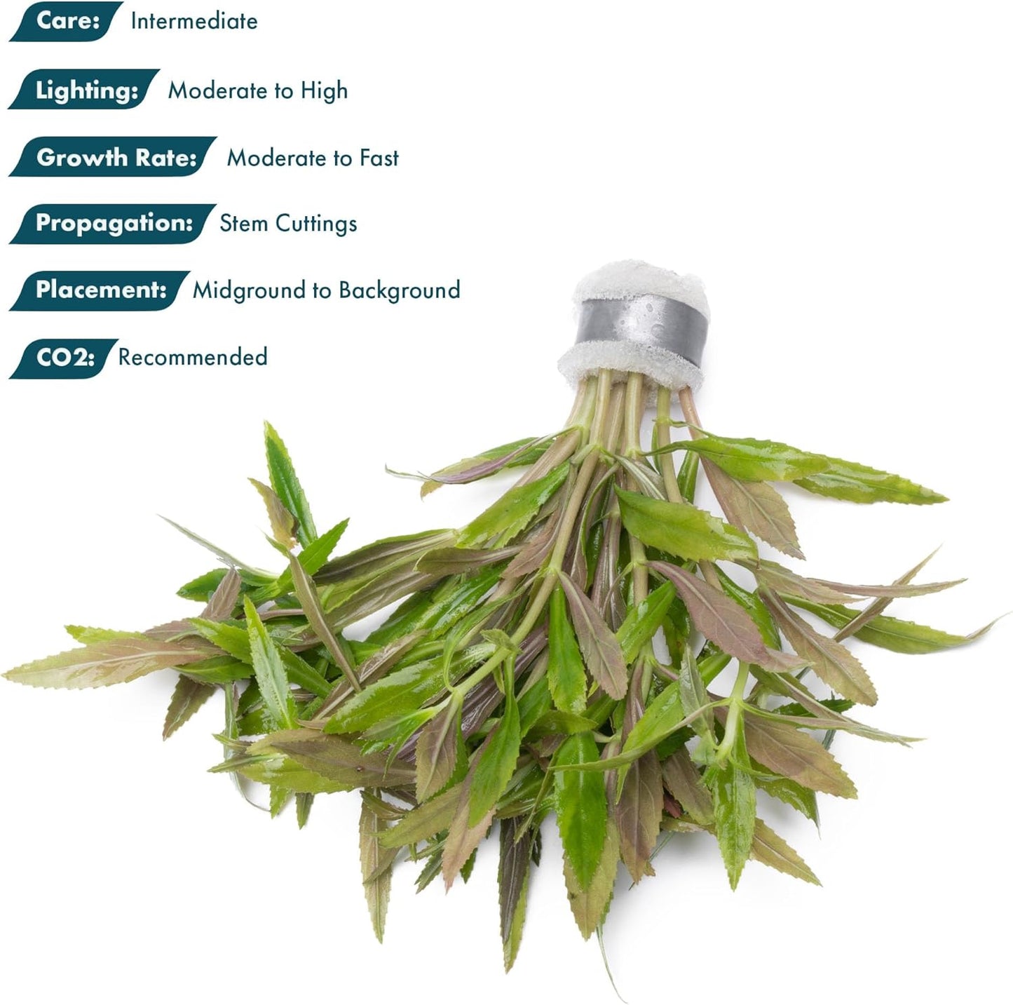 Live Aquarium Stem Plants - Freshwater Aquatic Plant for Fish Tanks, Aquascaping - (Limnophila Aromatica, 1 Bunch)