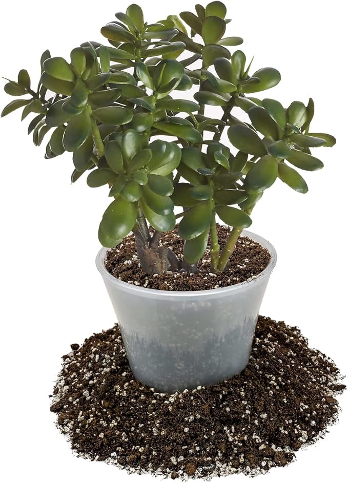 Premium Jade Plant Potting Soil Mix - 10 Quart (2 Bags of 5 Quart)