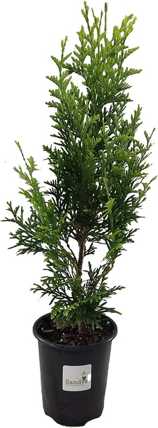 Thuja Green Giant Arborvitae Lot of 6, Quart Pot